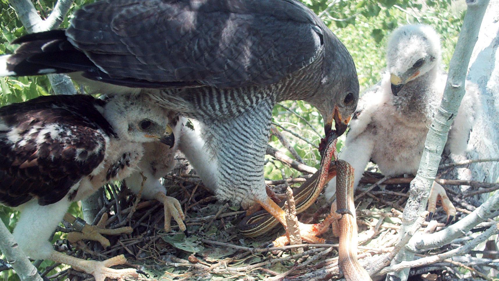 'Elegant' gray hawk, once rare in Arizona, is broadening its range here
